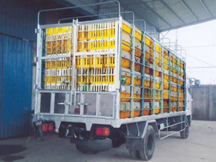 Xe tải Hino 5,4 tấn chở gia cầm thùng dài 5,6m 2